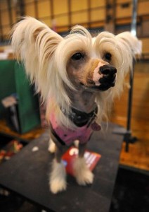 A Chinese Crested Dog - This image is copyright onEdition 2011